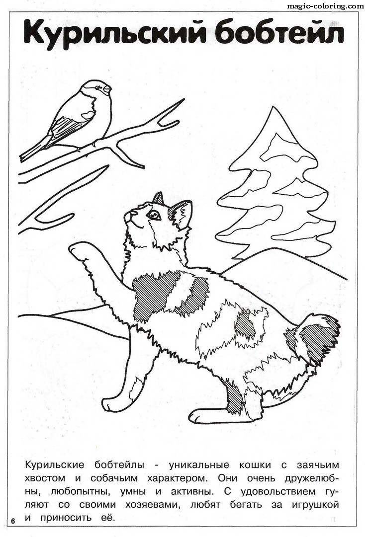 Kurilian bobtail Cat