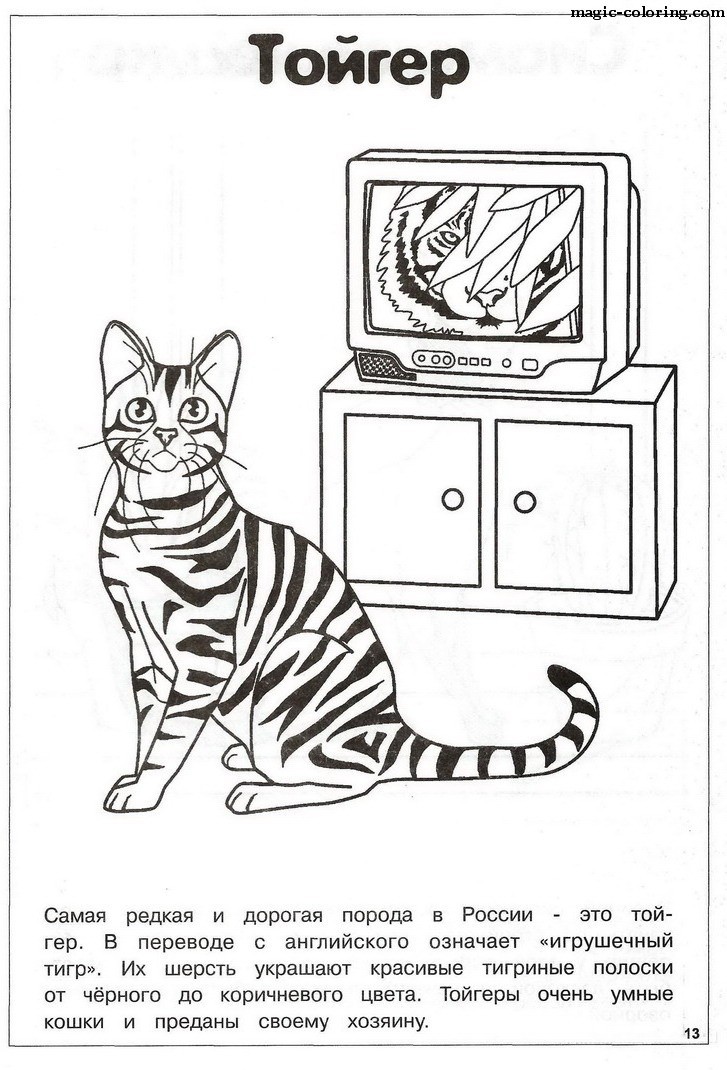 Toyger Cat Sitting Next to TV
