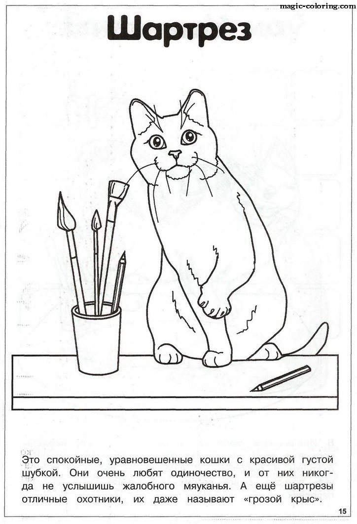 Chartreux Cat sitting next to Brushes