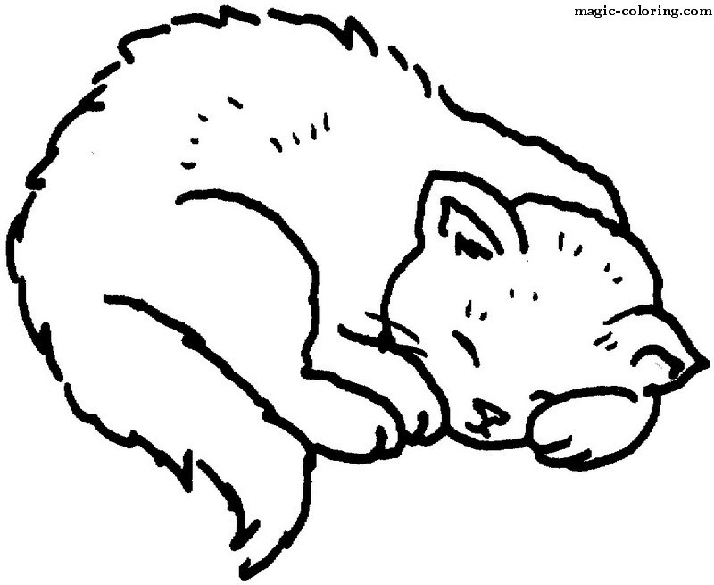 Sleeping Kitten with Paws