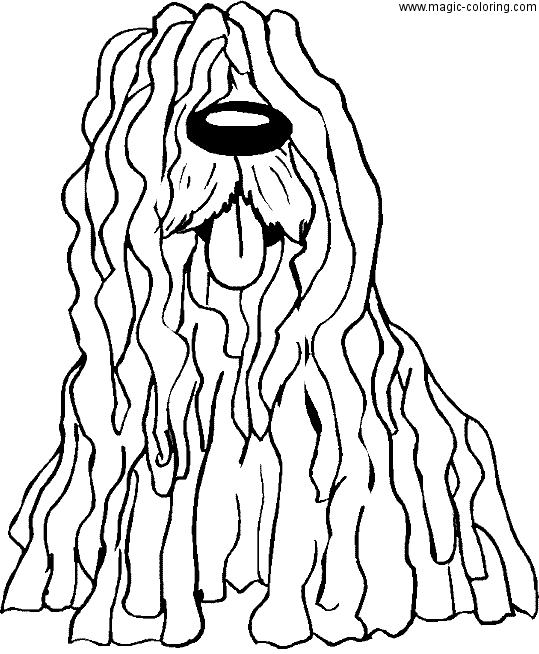 Komondor