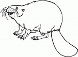 Magic Coloring - Animals coloring pages - Beaver coloring pages